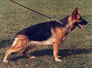 Wilaritts Katier | German Shepherd Dog 