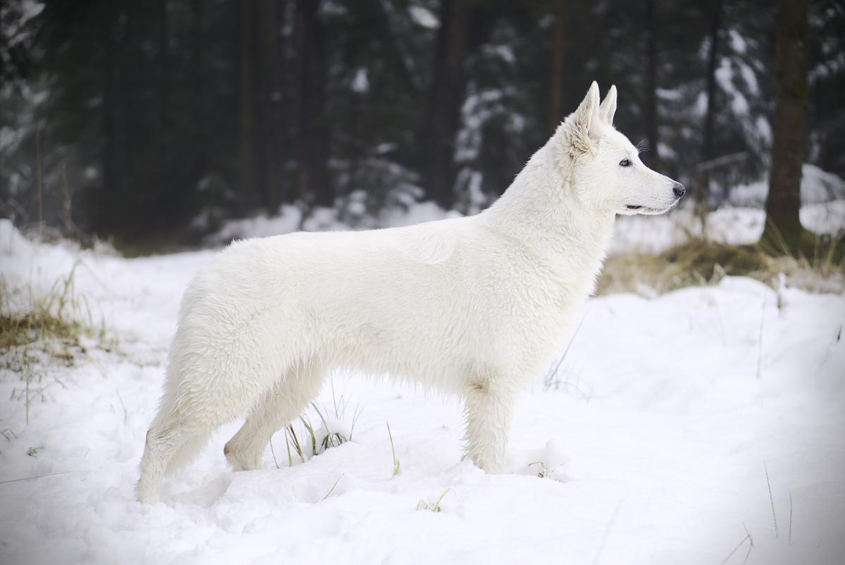 Amore Mira of Carinthian Stars | White Swiss Shepherd Dog 