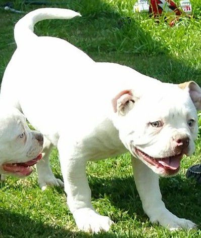 Jackson's Congo | American Bulldog 