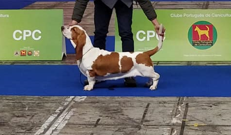 Ideal Ilona v Grunsven | Basset Hound 