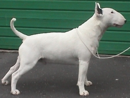 Warbonnet Apollo | Bull Terrier 