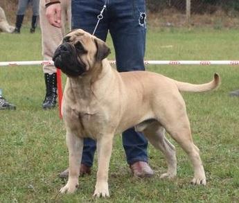 Blackface Angel Enzo | Bullmastiff 