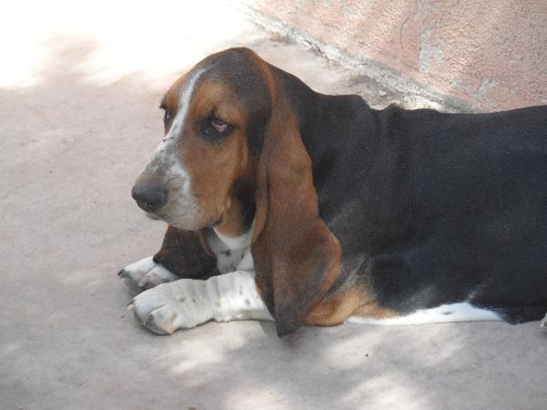 Florette des brumes de smaug | Basset Hound 