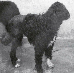 Margarida Do Zoo De Lisboa | Portuguese Water Dog 