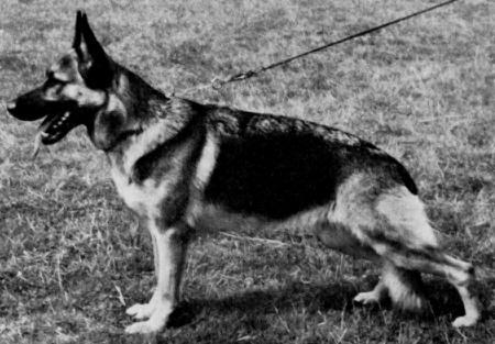 Betty vom Glockenland | German Shepherd Dog 