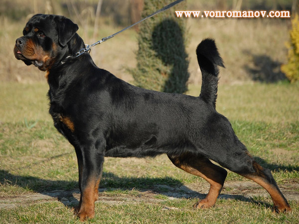 Dante Crni Lotos | Rottweiler 