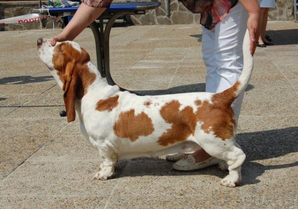 Merkoni Asteria Del Avra | Basset Hound 