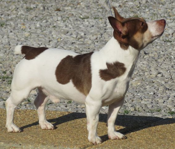 Aspen's Lt UR Light Shine @ARK | Teddy Roosevelt Terrier 