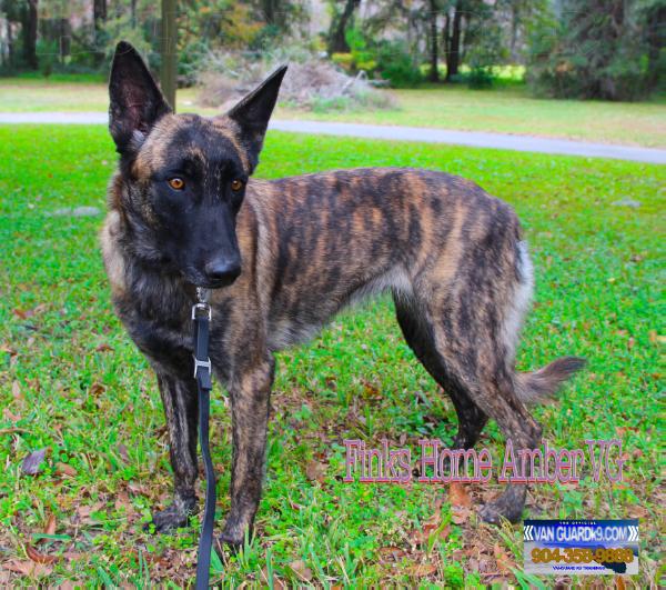 Amber Van Guard (Mr U. Muff Jr.) | Dutch Shepherd 