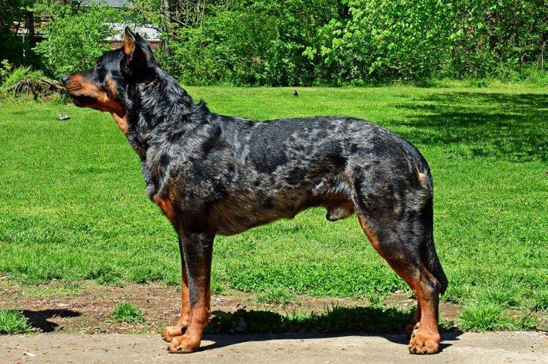 S'N'S Steel and Honor | Beauceron 