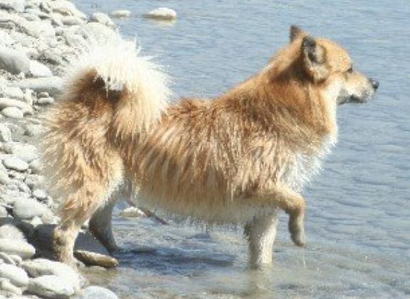 Kersins Óðinn (Kersins Odinn) | Icelandic Sheepdog 