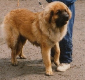 Leon Magic du Bouc d'or | Leonberger 