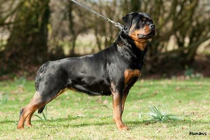 Beatelke Ilka | Rottweiler 