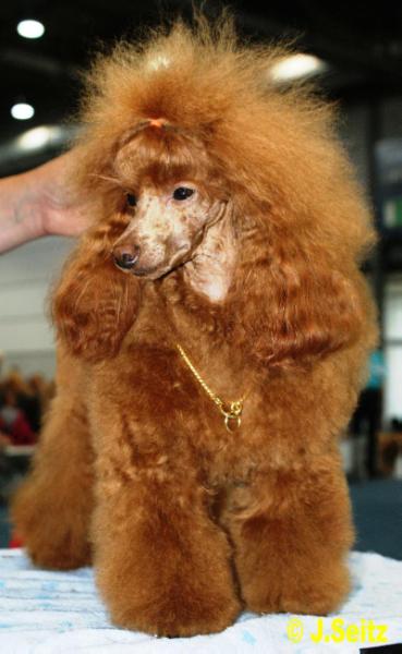 Fenja vom Beerental | Poodle 