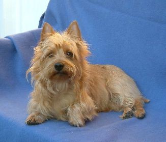 Dorica's X-Hilatation | Australian Terrier 