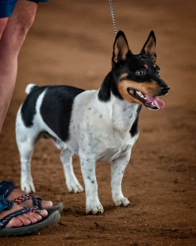 Aspen's Good Timin' | Teddy Roosevelt Terrier 