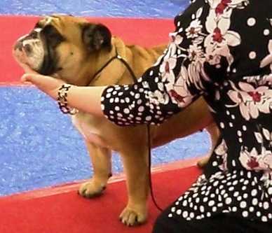 Hezzbullies Blazen Baby Belle | Bulldog 