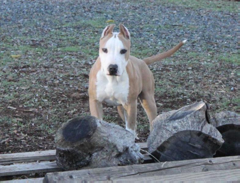 Flosi's Super Hero Nero | American Pit Bull Terrier 