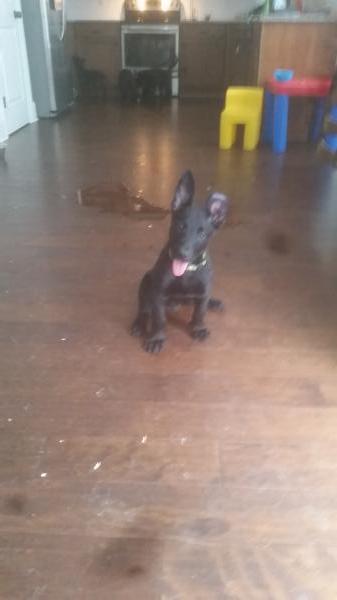 Dante Von Rivas | Dutch Shepherd 