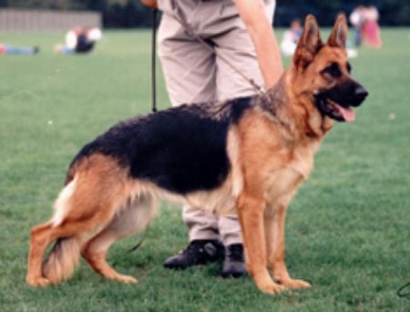 Lina de Valdovin | German Shepherd Dog 