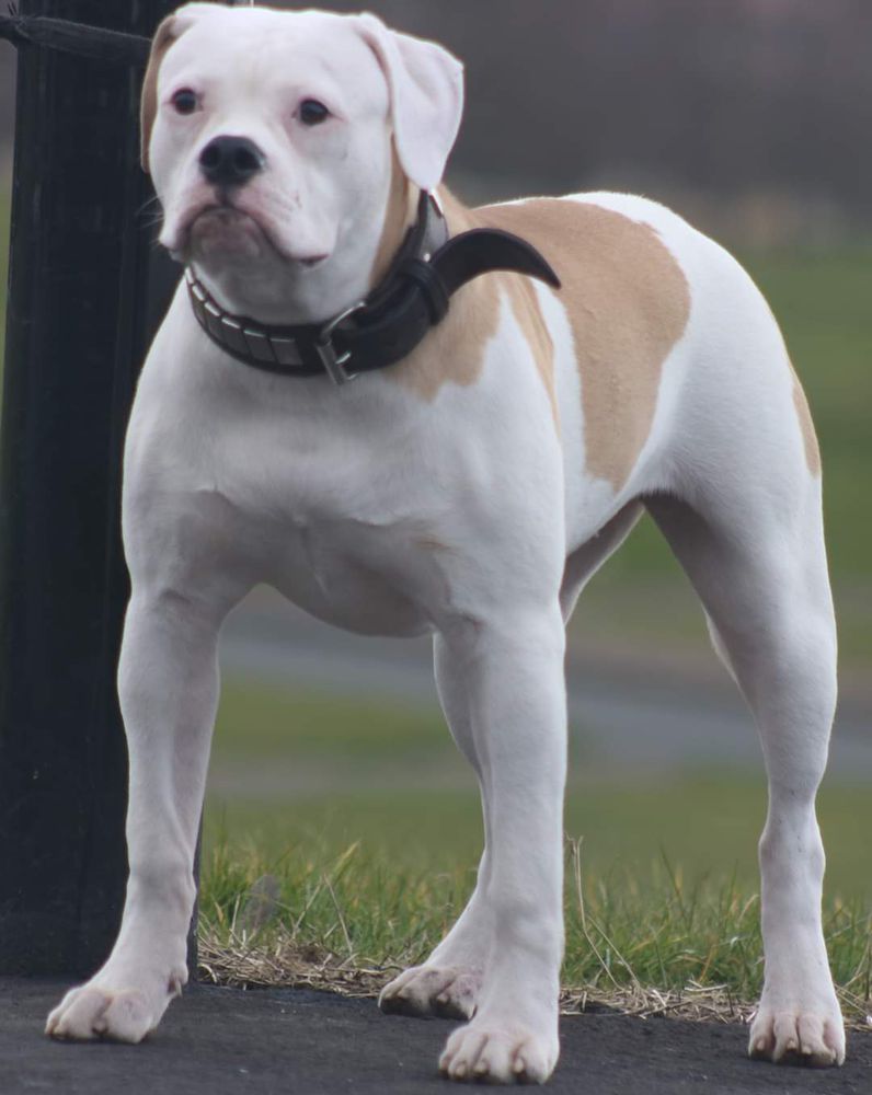 K9 Warrior's Zanab | American Bulldog 