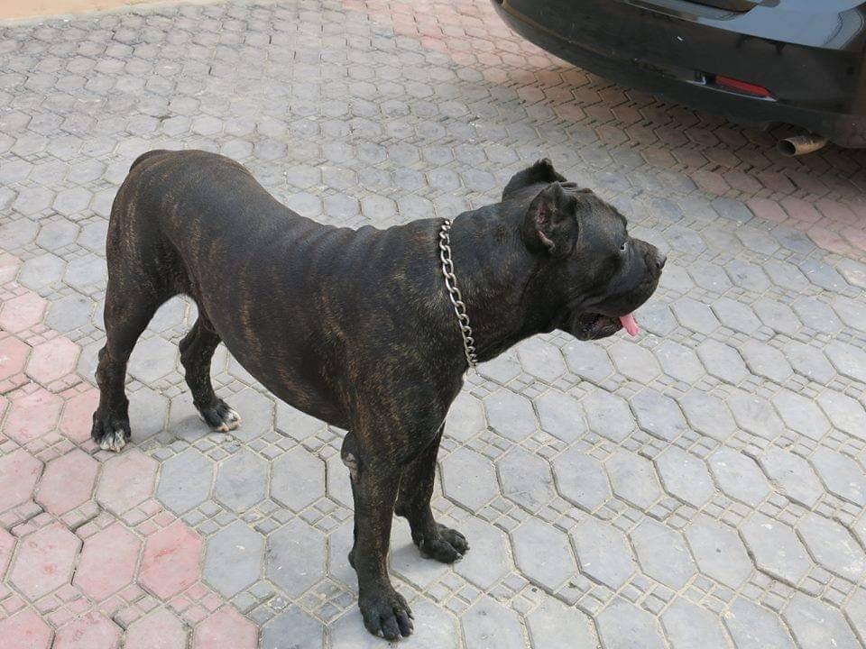 Guardia Della Rovine Adolf | Cane Corso 