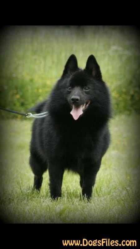 WILLOW CREEK ROONEY | Schipperke 