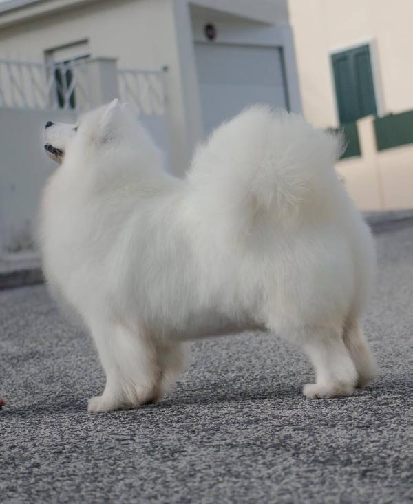 Samspring Artemis | Samoyed 