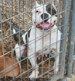 BILLSBLUEBULLIES CHATA | American Pit Bull Terrier 