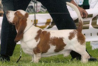 O'Connor Da Casa Do Trevo | Basset Hound 