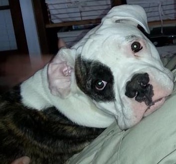 baileys bullys  panda aka sullivan | American Bulldog 