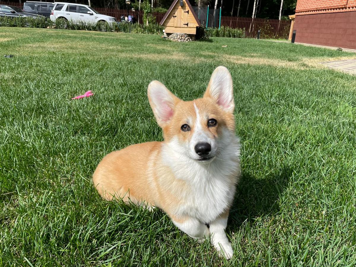 Dreamer's Way High Hopes (nb) | Pembroke Welsh Corgi 