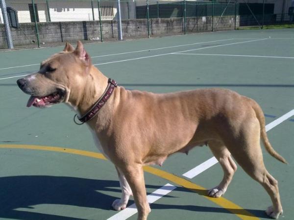 Beauty | American Staffordshire Terrier 