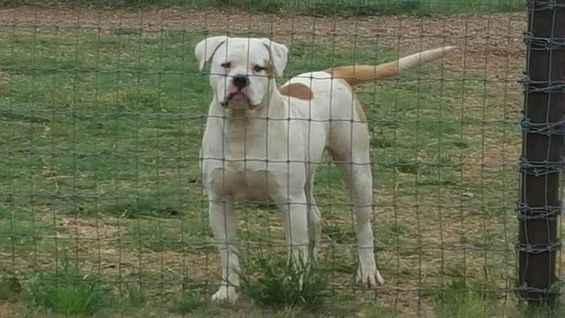 Galt's Gulch Lillian | American Bulldog 
