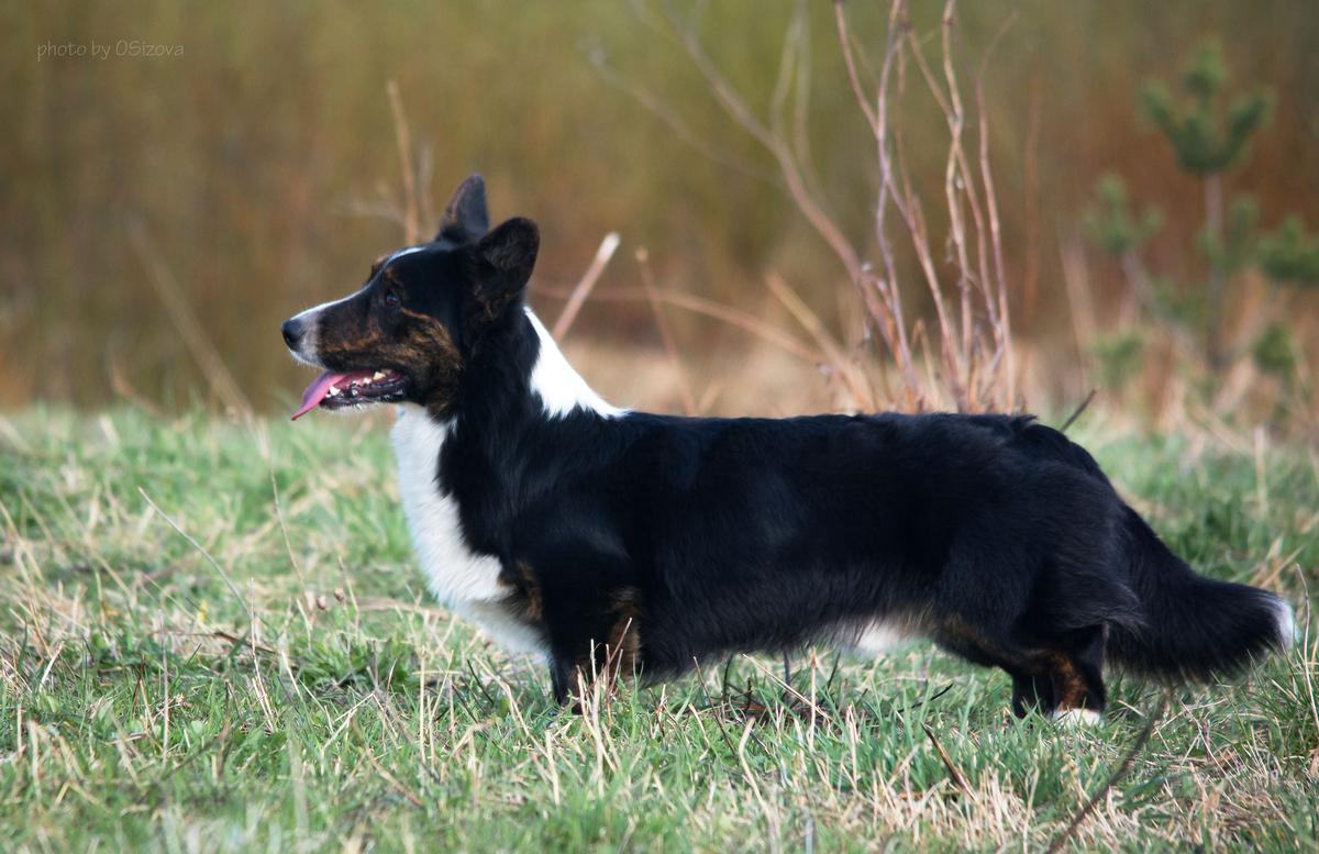 GERAN`S I AM PEACE MAN | Cardigan Welsh Corgi 