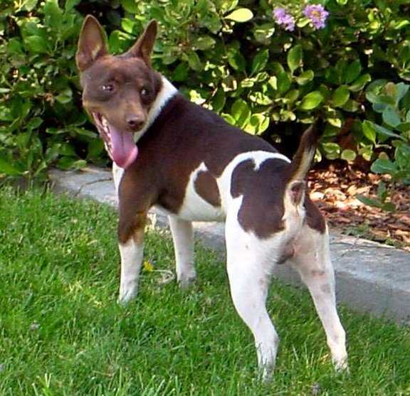 Bogart's T-Bone Brown Bogart | Rat Terrier 