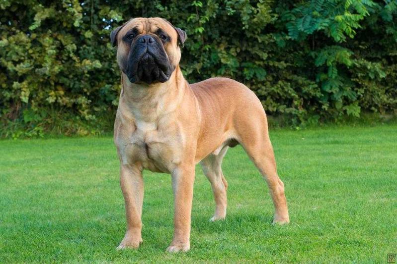 oakley van de westerhoeve | Bullmastiff 