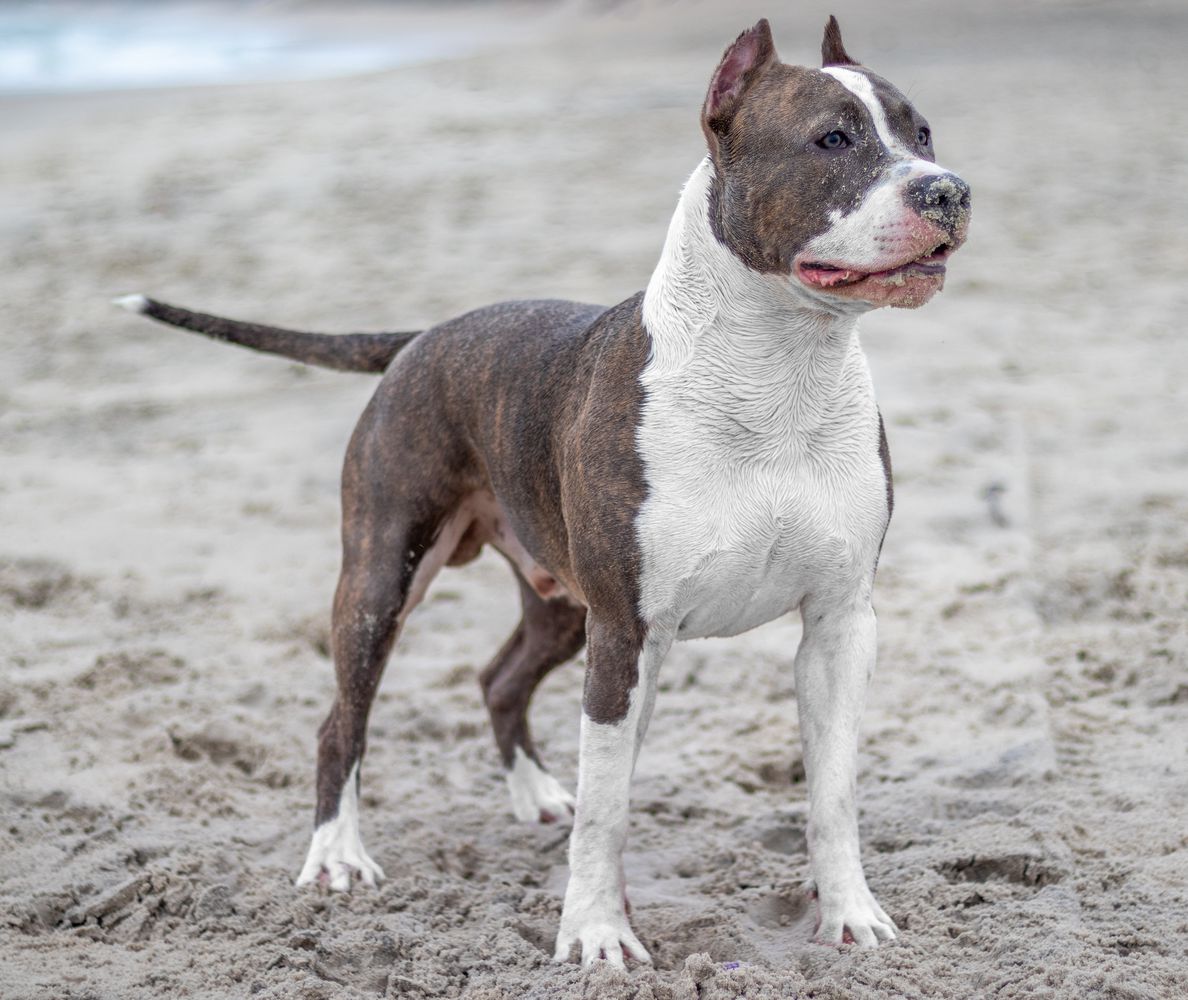 New Kraftfeld Lycan | American Staffordshire Terrier 