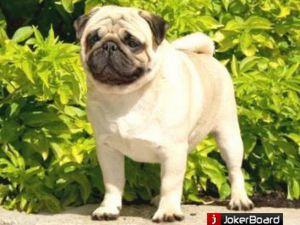 Sasquehanna Matematyk | Pug 