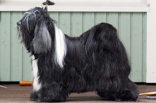 FALAMANDUS ELLE SANS EGALE | Tibetan Terrier 