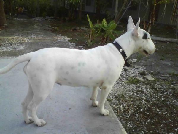 Beyan | Bull Terrier 