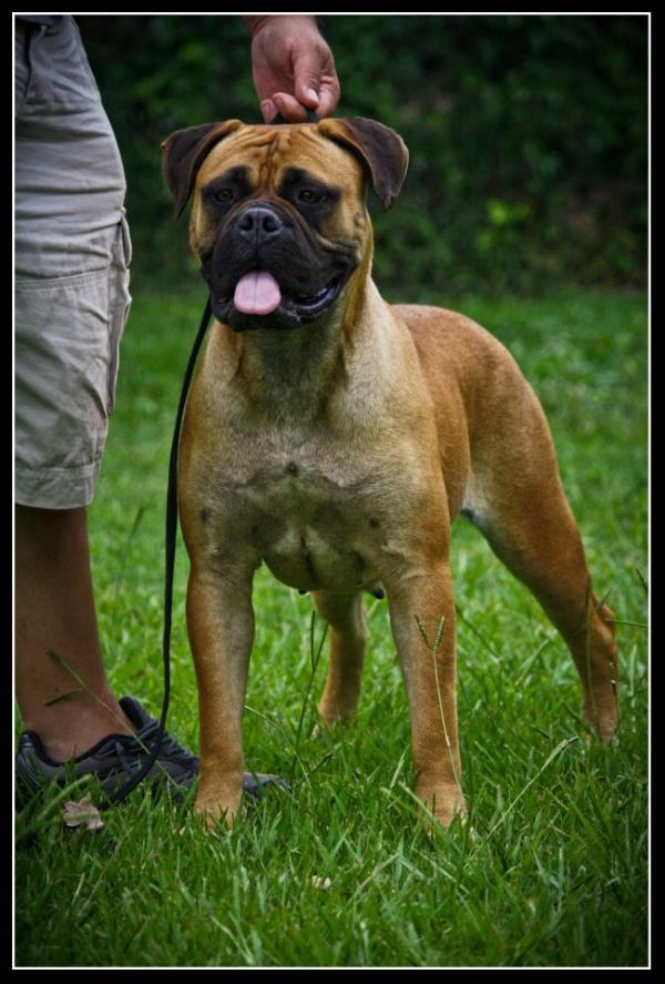 MANDY CACHITA DE KRUPP ESCOBAR | Bullmastiff 