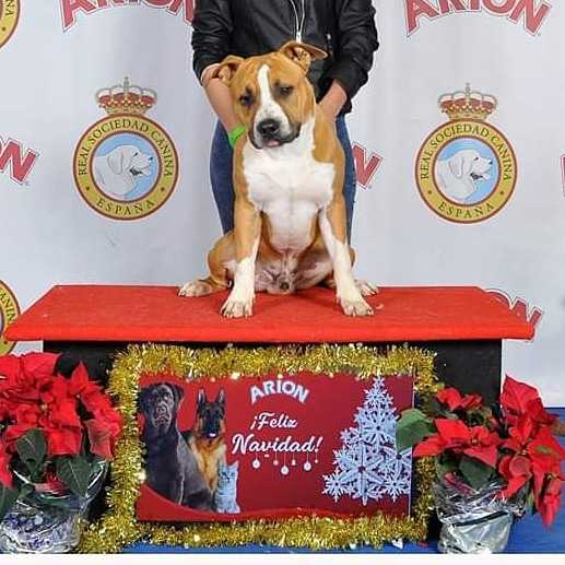 Brüder Thunder Yelu | American Staffordshire Terrier 