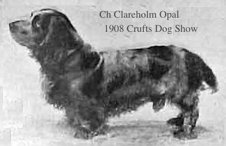 Clareholm Opal | Field Spaniel 