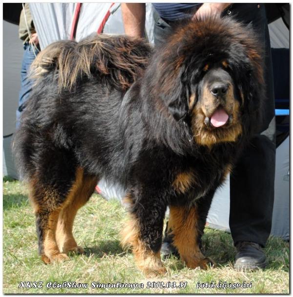 Norton Bisurman | Tibetan Mastiff 