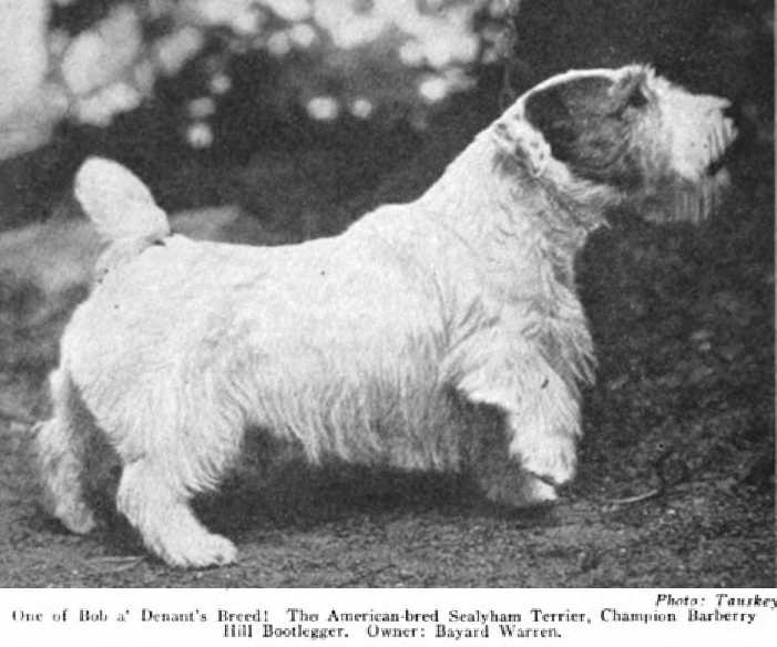 Barberry Hill Bootlegger | Sealyham Terrier 