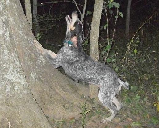 Mead's Blue Hope | Bluetick Coonhound 