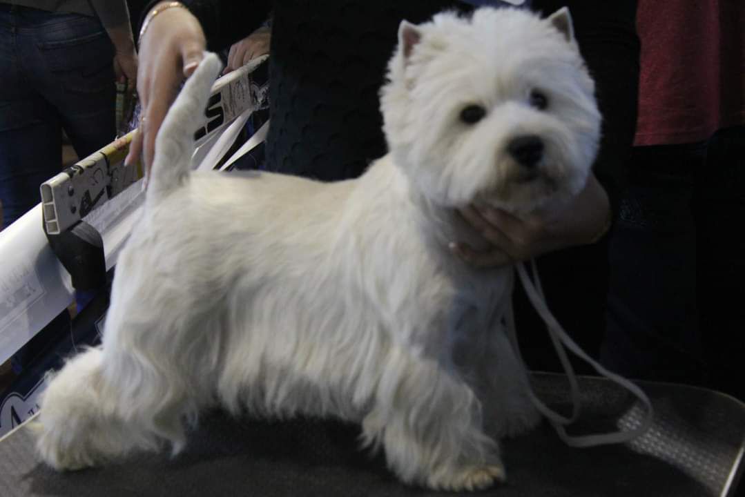 Bella Westiemania | West Highland White Terrier 