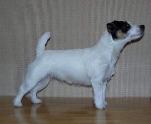 REAKCE BOHEMIA PLATINA | Jack Russell Terrier 