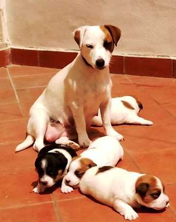 ROYAL DI SAN RUFFINO JACK TERAPIA D'URTO | Jack Russell Terrier 